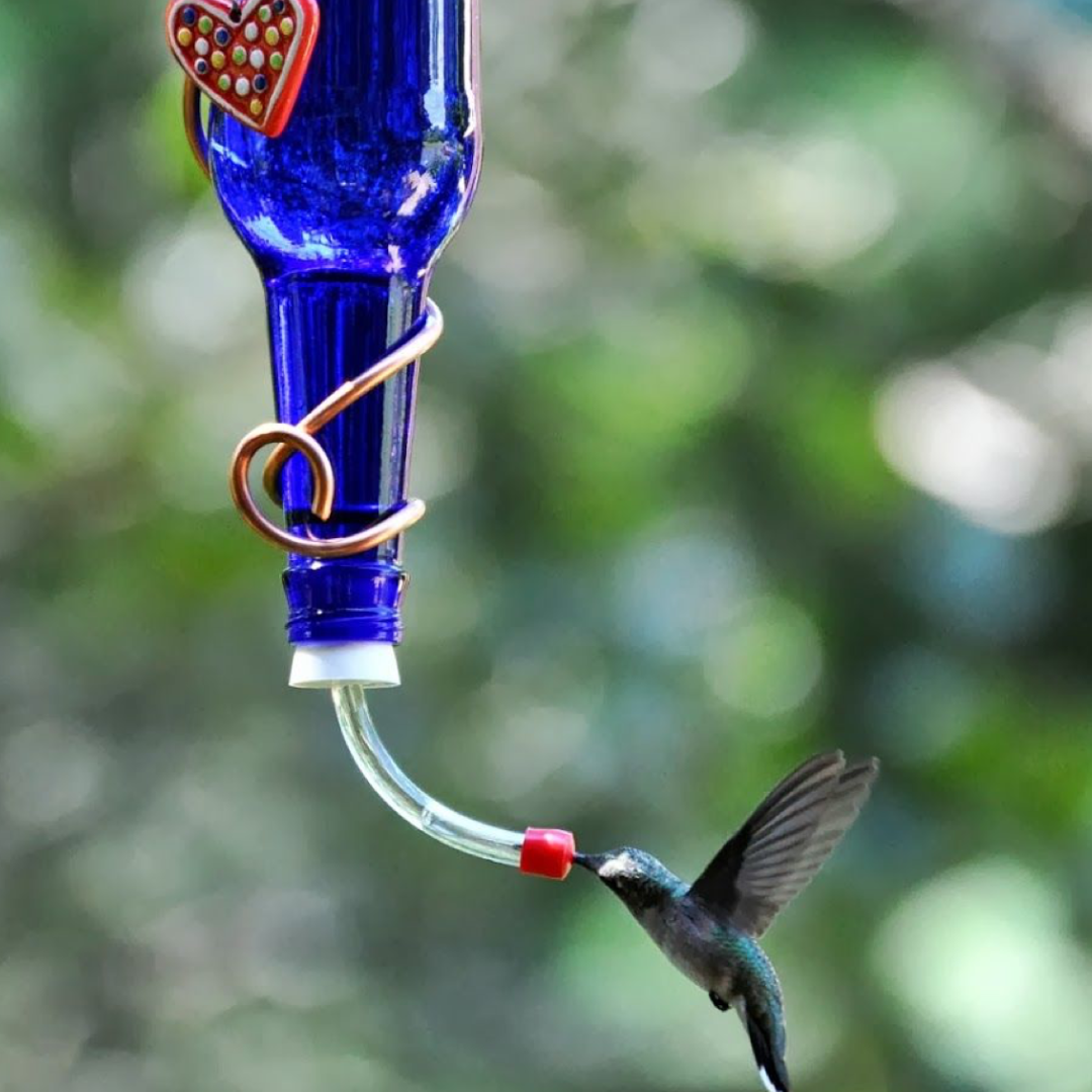 Hummingbird feeder with hummingbird feeding. 